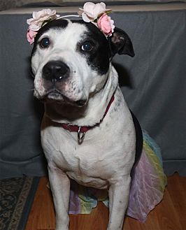 eye patch for dogs petsmart