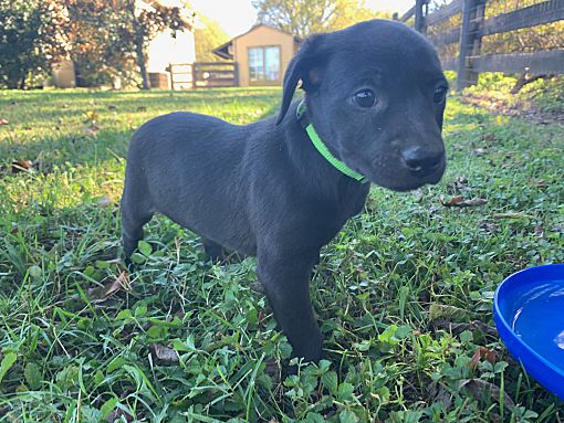 Gallatin, TN - Doberman Pinscher/Terrier (Unknown Type, Medium). Meet Hoot Gibson a Pet for Adoption Gallatin, TN - Doberman Pinscher/Terrier (Unknown Type, Medium). Meet Hoot Gibson a Pet for Adoption