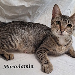 Thumbnail photo of Macadamia #2