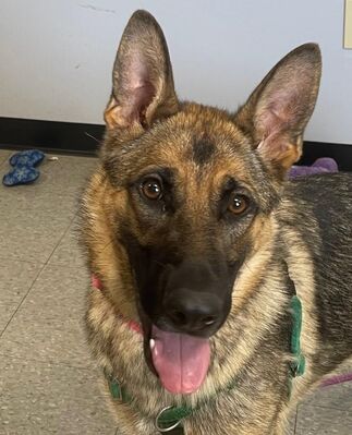 Niagara Falls, NY - German Shepherd Dog. Meet Wilma a Pet for Adoption ...