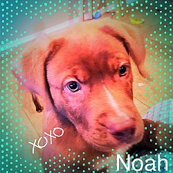 Thumbnail photo of NOAH #2