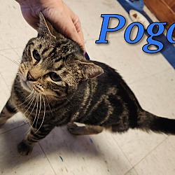 Photo of Pogo