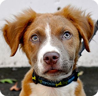 Atlanta, GA - Australian Shepherd. Meet Mackey a Dog for Adoption.