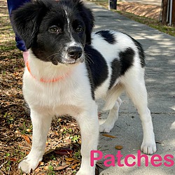 Thumbnail photo of PATCHES #2