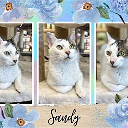 Photo of Sandy