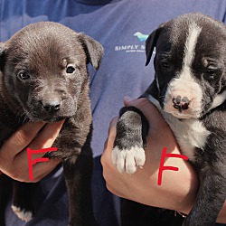 Thumbnail photo of Lab Boxer mix puppies #3