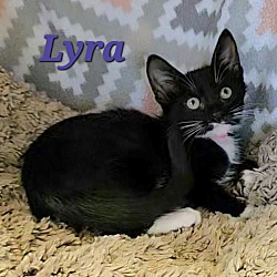 Thumbnail photo of Lyra #2