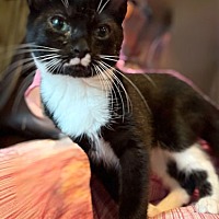 adopt a pet