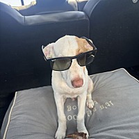 adopt a pet