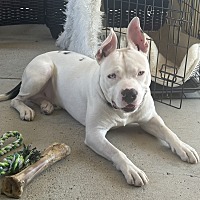 adopt a pet