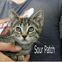 Thumbnail photo of Sour Patch #3
