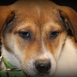 Thumbnail photo of Colt~adopted! #2