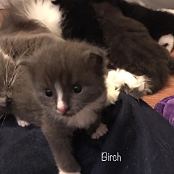 Thumbnail photo of Willow Pepper Birch Ash Kitten #3