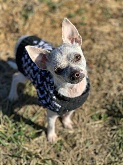 mange treatment for dogs petsmart