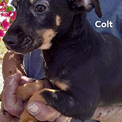 Thumbnail photo of Colt #1