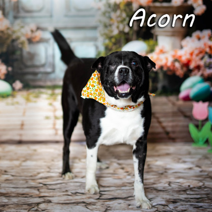 Thumbnail photo of Acorn* #1