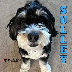 Thumbnail photo of Sulley (Courtesy Post) - No Longer Accepting Applications #2