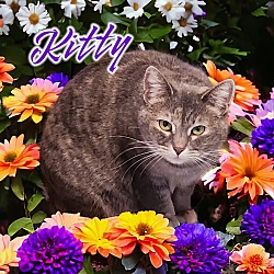 Photo of Kitty (Foreman)