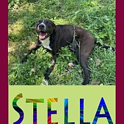 Thumbnail photo of Stella #1