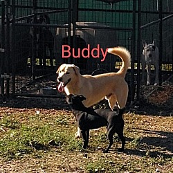 Thumbnail photo of Buddy #3