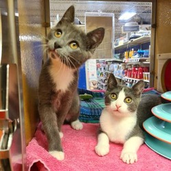 Thumbnail photo of Jack * Bonded w/Will *PetSmart Marlton #2