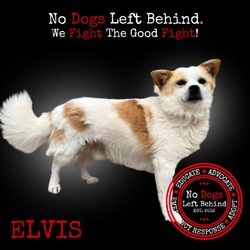 Thumbnail photo of Elvis 9413 #1