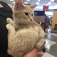 adopt a pet