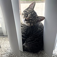 adopt-pet