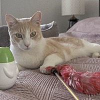 adopt a pet