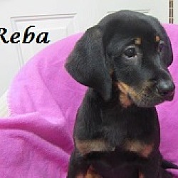 Thumbnail photo of Reba #2