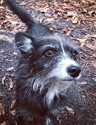 Savannah Ga Norfolk Terrier Meet Stiten A Pet For Adoption Adoptapet Com