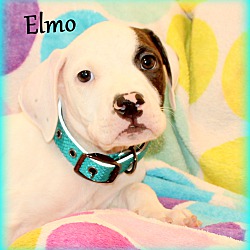 Thumbnail photo of Elmo~adopted! #4