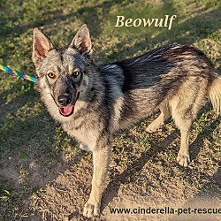Photo of Beowulf