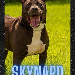 Thumbnail photo of Skynard #1