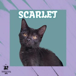 Photo of Scarlet