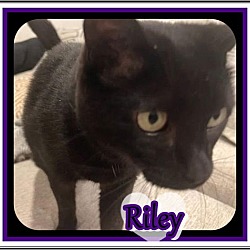 Thumbnail photo of RILEY #4