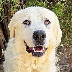 Thumbnail photo of Ravishing Ms Rajie ~ Gentle Golden Pyr ! #1