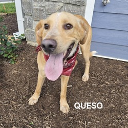 Thumbnail photo of Queso #4