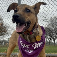 adopt a pet