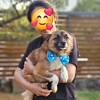 adopt a pet