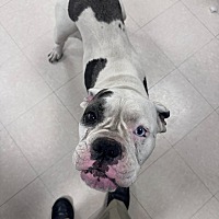 adopt a pet