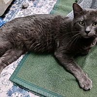 adopt a pet