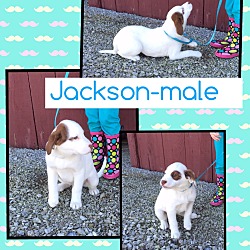 Thumbnail photo of Jackson (Pom-dc) #3