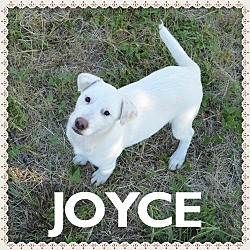 Photo of Joyce - see video