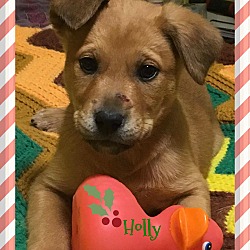 Thumbnail photo of Holly #3