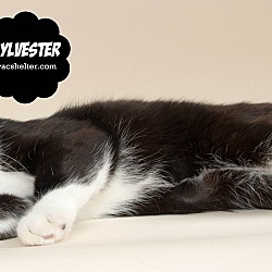 Thumbnail photo of Sylvester #3