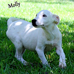 Thumbnail photo of Molly ~ meet me! #2