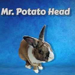 Photo of Mr Potato Head