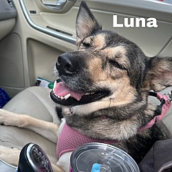 Thumbnail photo of Luna4 Adoption Pending #2