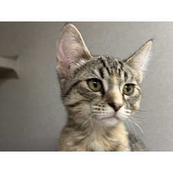 Photo of VIXEN